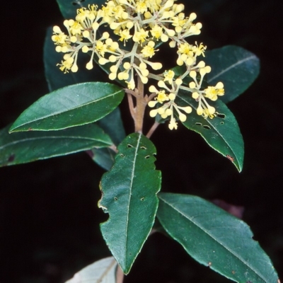 Pomaderris elliptica var. elliptica at Yambulla, NSW - 19 Sep 1998 by BettyDonWood