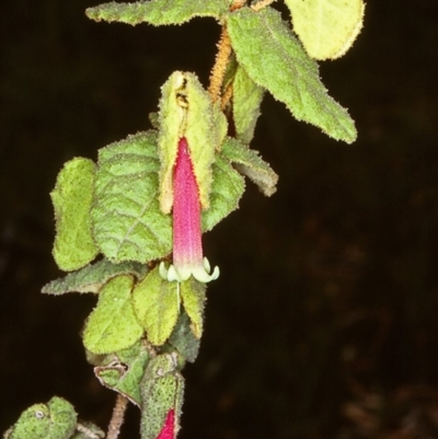 Correa reflexa var. reflexa (Common Correa, Native Fuchsia) at Timbillica State Forest - 6 Mar 1998 by BettyDonWood