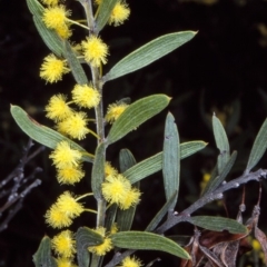 Acacia lanigera var. gracilipes (Woolly Wattle) at Timbillica State Forest - 25 Aug 1997 by BettyDonWood