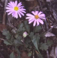 Brachyscome salkiniae (Elegant Daisy) at Nadgee, NSW - 5 Oct 1998 by BettyDonWood