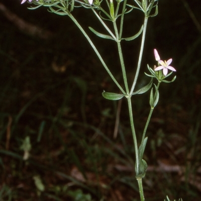 Centaurium erythraea (Common Centaury) at Nadgee, NSW - 6 Jan 1997 by BettyDonWood