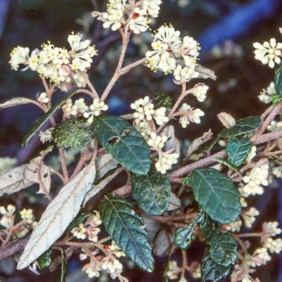 Pomaderris betulina subsp. betulina (Birch Pomaderris) at Timbillica State Forest - 25 Oct 1997 by BettyDonWood