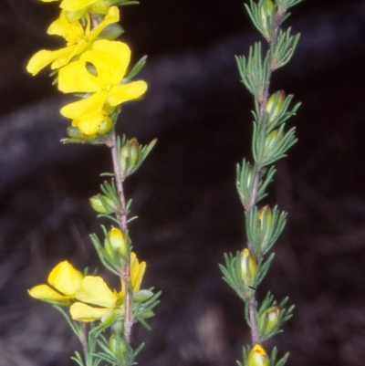 Hibbertia fasciculata (Bundled Guinea-flower) at Timbillica State Forest - 22 Sep 1998 by BettyDonWood