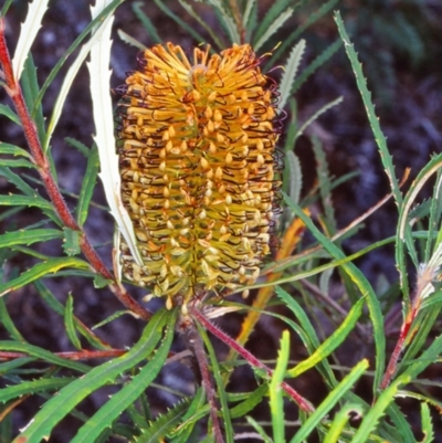 Banksia spinulosa var. cunninghamii (Hairpin Banksia) at Yambulla, NSW - 2 May 1998 by BettyDonWood