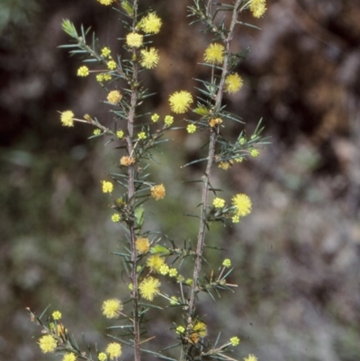 Acacia aculeatissima (Snake Wattle) at Nadgee, NSW - 25 Oct 1997 by BettyDonWood