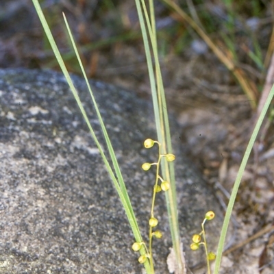 Lomandra filiformis subsp. filiformis (Wattle Matrush) at Nadgee, NSW - 22 Oct 1998 by BettyDonWood