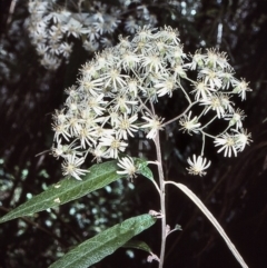 Olearia lirata (Snowy Daisybush) at Nadgee, NSW - 24 Oct 1997 by BettyDonWood