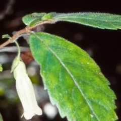 Fieldia australis at Nadgee, NSW - 14 Feb 1998 by BettyDonWood