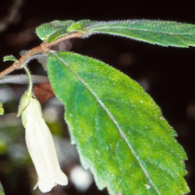 Fieldia australis at Nadgee, NSW - 14 Feb 1998 by BettyDonWood