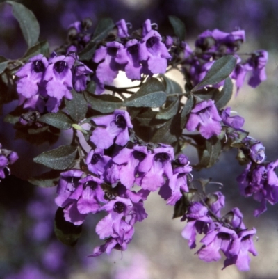 Prostanthera ovalifolia (Purple Mintbush) at Nadgee, NSW - 24 Oct 1997 by BettyDonWood