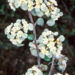 Spyridium parvifolium (Dusty Miller) at Mallacoota, VIC - 20 Sep 1998 by BettyDonWood