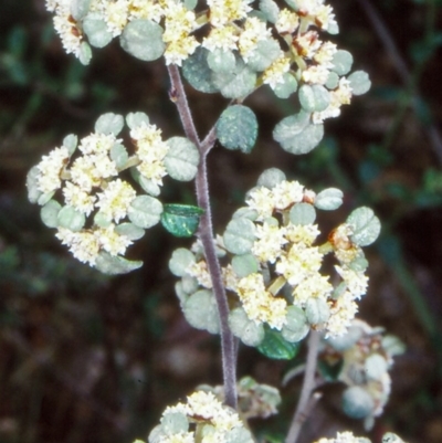 Spyridium parvifolium (Dusty Miller) at Mallacoota, VIC - 20 Sep 1998 by BettyDonWood