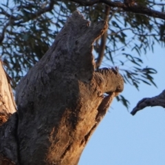 Callocephalon fimbriatum (Gang-gang Cockatoo) at Federal Golf Course - 20 Dec 2018 by JackyF