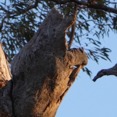 Callocephalon fimbriatum (Gang-gang Cockatoo) at Federal Golf Course - 20 Dec 2018 by JackyF