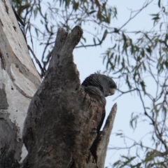 Callocephalon fimbriatum (Gang-gang Cockatoo) at Federal Golf Course - 23 Dec 2018 by JackyF