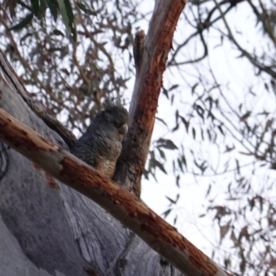 Callocephalon fimbriatum (Gang-gang Cockatoo) at Hughes, ACT - 23 Dec 2018 by JackyF