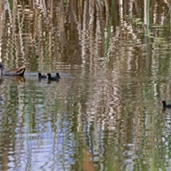 Gallinula tenebrosa (Dusky Moorhen) at Fyshwick, ACT - 23 Dec 2018 by RodDeb