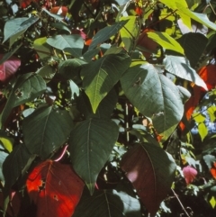 Homalanthus populifolius (Bleeding Heart) at Tilba Tilba, NSW - 5 Dec 1996 by BettyDonWood