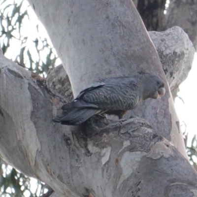 Callocephalon fimbriatum (Gang-gang Cockatoo) at Deakin, ACT - 23 Dec 2018 by JackyF