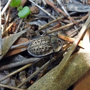 Helea ovata at Fyshwick, ACT - 23 Dec 2018 11:45 AM