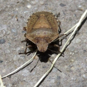 Dictyotus conspicuus at Fyshwick, ACT - 23 Dec 2018 12:23 PM