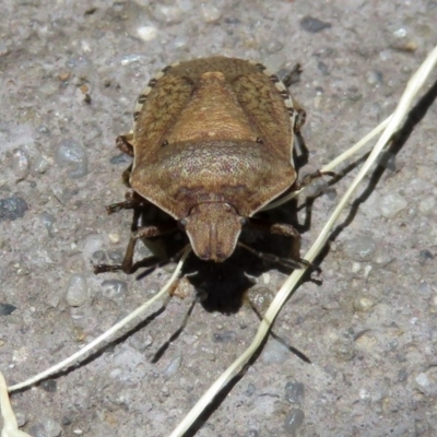 Dictyotus conspicuus (A shield or stink bug) at Fyshwick, ACT - 23 Dec 2018 by RodDeb