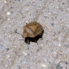 Dictyotus conspicuus at Fyshwick, ACT - 23 Dec 2018 12:23 PM