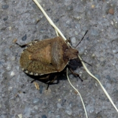 Dictyotus conspicuus at Fyshwick, ACT - 23 Dec 2018 12:23 PM