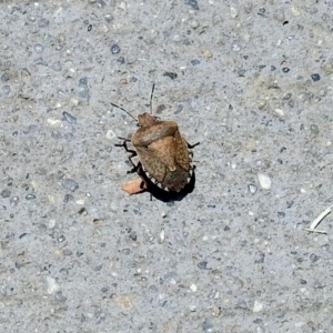 Dictyotus conspicuus at Fyshwick, ACT - 23 Dec 2018 12:23 PM