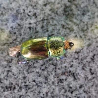 Lamprima aurata (Golden stag beetle) at Hughes, ACT - 23 Dec 2018 by JackyF