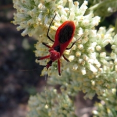 Gminatus australis at Fyshwick, ACT - 23 Dec 2018 12:02 PM