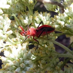 Gminatus australis at Fyshwick, ACT - 23 Dec 2018 12:02 PM