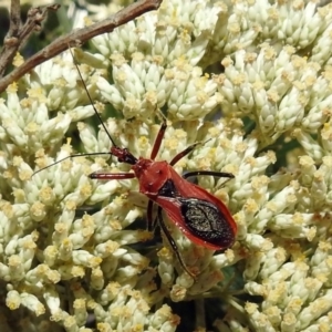 Gminatus australis at Fyshwick, ACT - 23 Dec 2018 12:02 PM