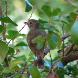 Acanthiza pusilla at Hughes, ACT - 23 Dec 2018