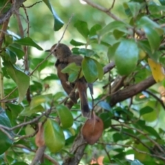 Acanthiza pusilla at Hughes, ACT - 23 Dec 2018