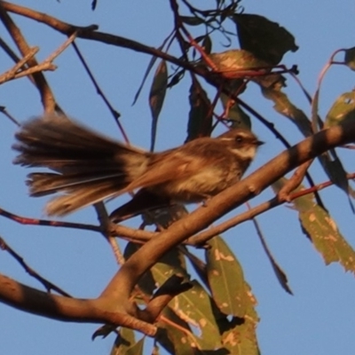 Rhipidura albiscapa (Grey Fantail) at Deakin, ACT - 23 Dec 2018 by JackyF