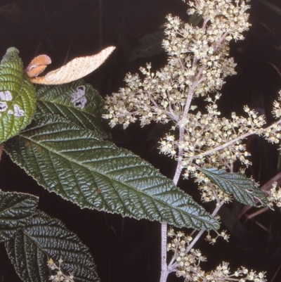 Pomaderris aspera (Hazel Pomaderris) at Bermaguee Nature Reserve - 7 Nov 1996 by BettyDonWood