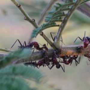 Iridomyrmex purpureus at Deakin, ACT - 23 Dec 2018