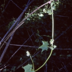 Sicyos australis (Star Cucumber) at Bodalla State Forest - 9 Apr 1997 by BettyDonWood