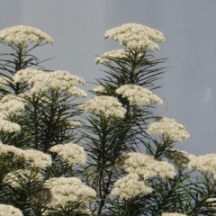 Cassinia aculeata subsp. aculeata at Deakin, ACT - 23 Dec 2018