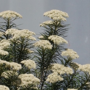 Cassinia aculeata subsp. aculeata at Deakin, ACT - 23 Dec 2018