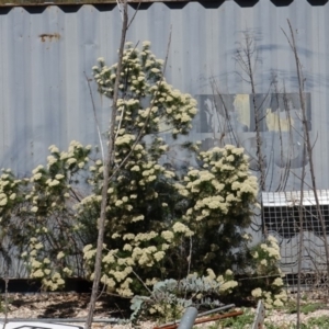 Cassinia aculeata subsp. aculeata at Deakin, ACT - 23 Dec 2018