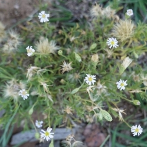 Vittadinia muelleri at Deakin, ACT - 23 Dec 2018