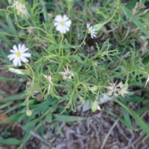 Vittadinia muelleri at Deakin, ACT - 23 Dec 2018