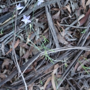 Wahlenbergia sp. at Deakin, ACT - 23 Dec 2018