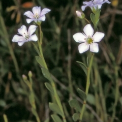 Samolus repens (Creeping Brookweed) at Bermagui State Forest - 8 Nov 1996 by BettyDonWood