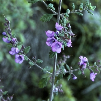 Prostanthera incana (Velvet Mint-bush) at Bermagui, NSW - 7 Nov 1996 by BettyDonWood