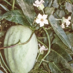 Araujia sericifera (Moth Plant) at Central Tilba, NSW - 9 Apr 1997 by BettyDonWood