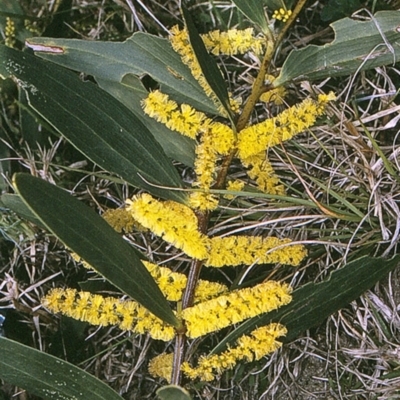 Acacia longifolia subsp. sophorae (Coast Wattle) at Bermagui, NSW - 17 Sep 1996 by BettyDonWood