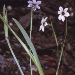 Sisyrinchium micranthum (Blue Pigroot) at Eurobodalla National Park - 9 Nov 1996 by BettyDonWood